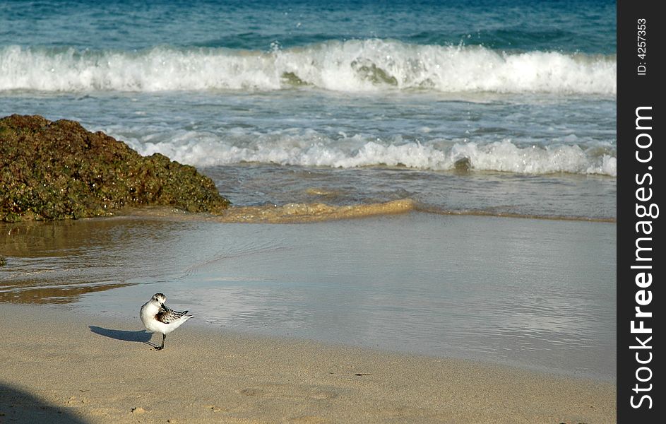 Seagull on a sand, blue sea on background