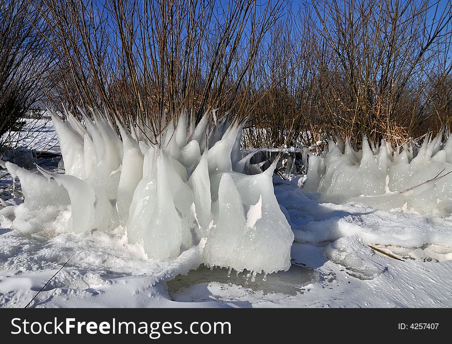 Fantastic landscape; nice white ice form on the bush - blue sky, winter. Fantastic landscape; nice white ice form on the bush - blue sky, winter