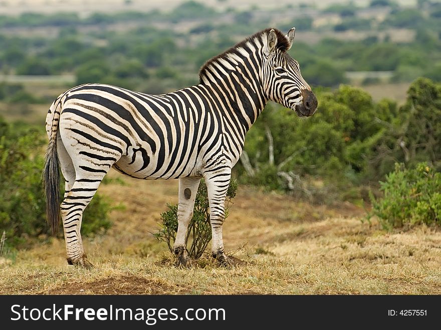 Full Zebra Portrait