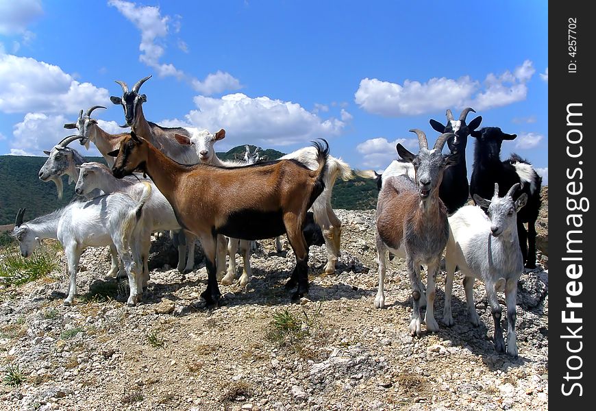 A Herd of the Goats on the Top of the Mountain