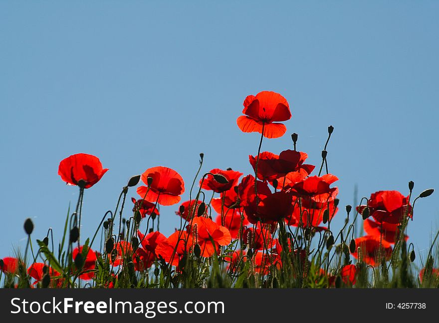 Poppies cover the slope of a hill in Le Marche, Italy. Poppies cover the slope of a hill in Le Marche, Italy