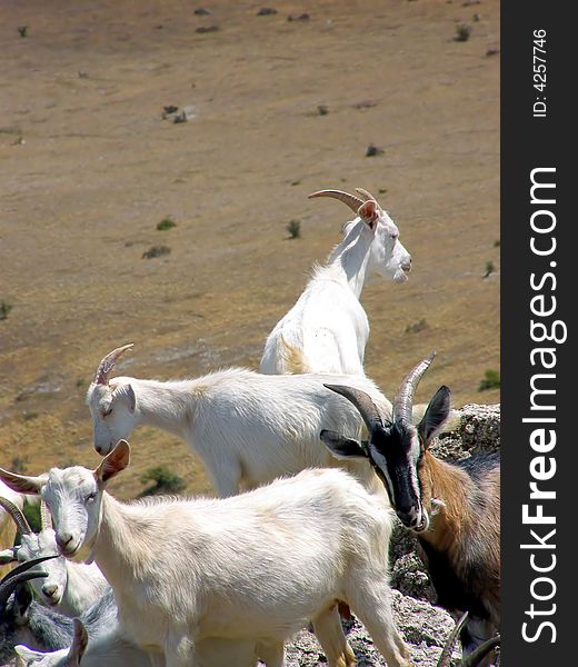 A Herd of the Goats on the Top of the Mountain