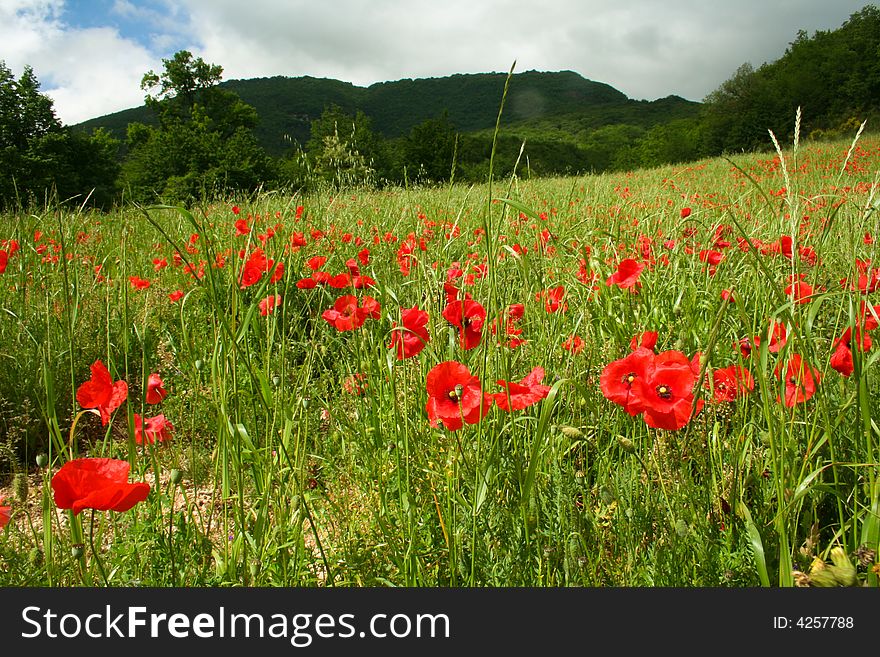 Poppies cover the slope in the foothills of the Sibilline range of the Apennine mountains in Le Marche, Italy. Poppies cover the slope in the foothills of the Sibilline range of the Apennine mountains in Le Marche, Italy