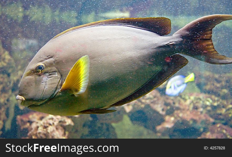 Yellowfin Doctorfish 1