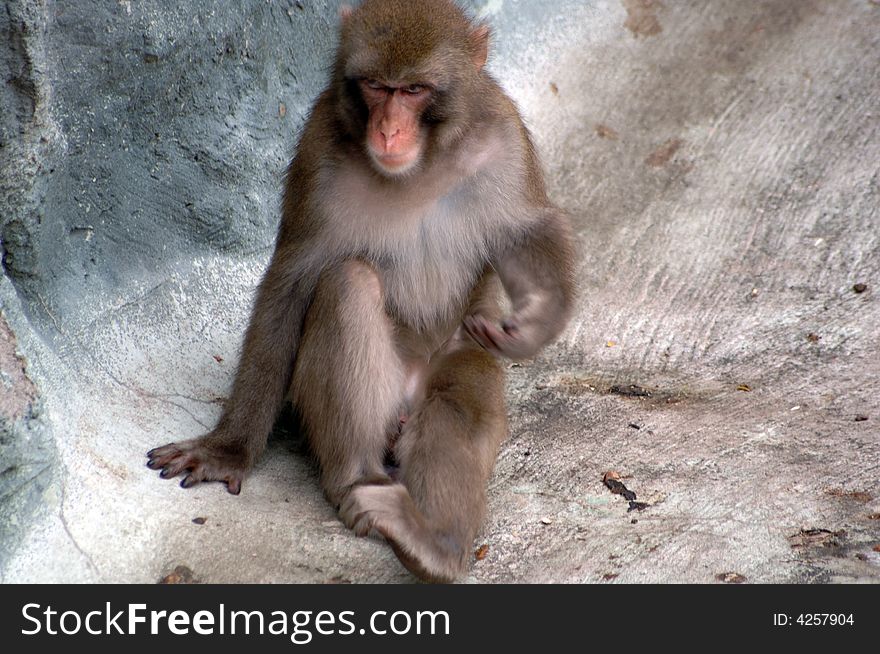 Monkey beggar zoological gardens primate
