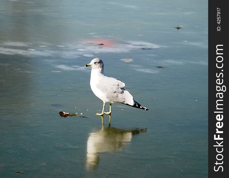 The seagull very much was surprised that water became firm. The seagull very much was surprised that water became firm.