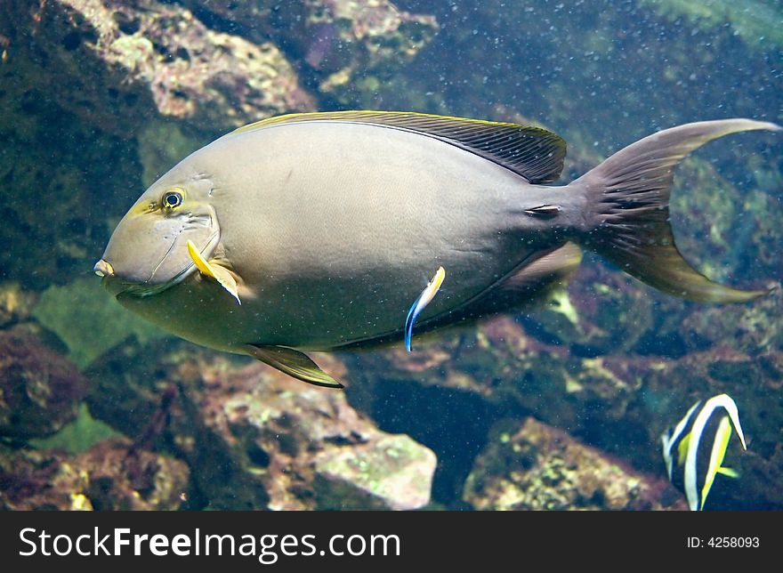 Yellowfin Doctorfish 2