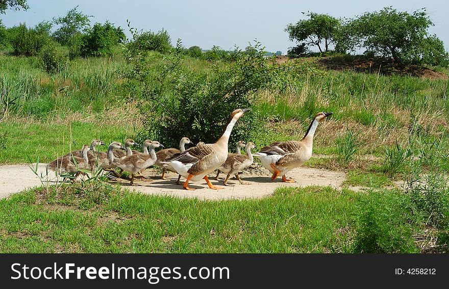Walking in the goose with her chicks. Walking in the goose with her chicks