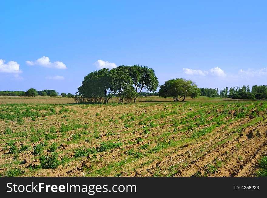 Spring countryside with furrow fields, cloudy blue sky