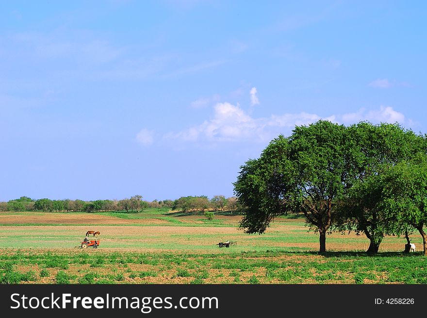 Spring countryside with green fields, cloud blue sky,  lone tree