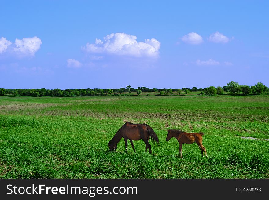 Two horse in nature on green field. Two horse in nature on green field