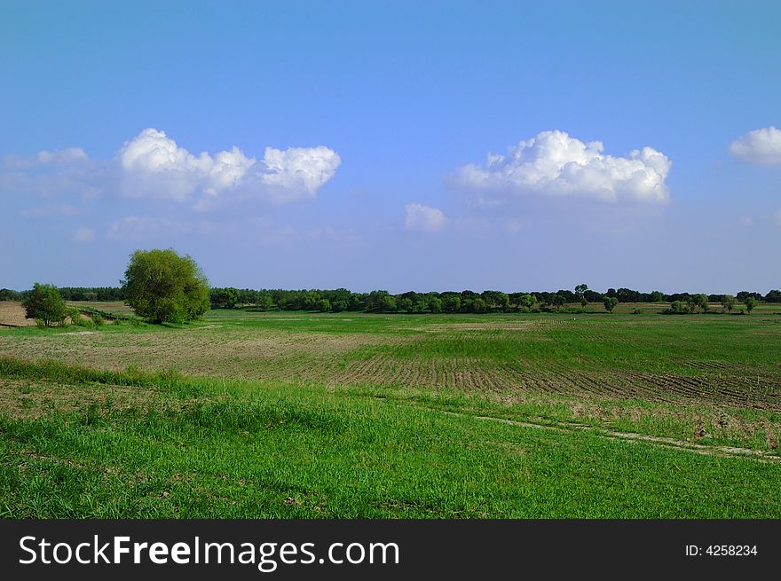 Spring Field