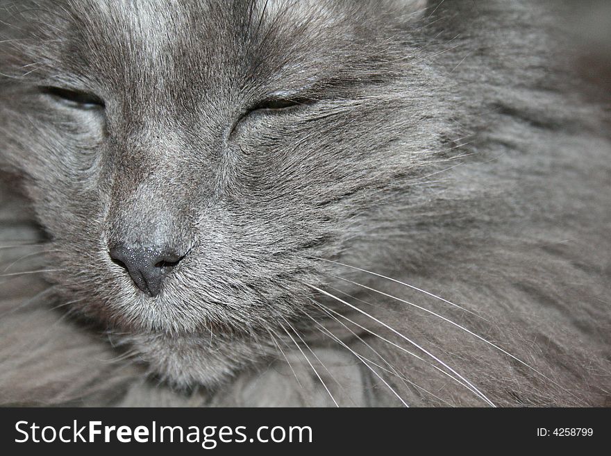Gray Cat happy sleepy contenment