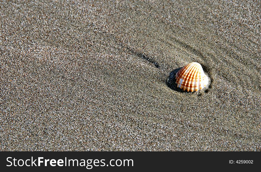 Oyster Shell  Lying On Sand