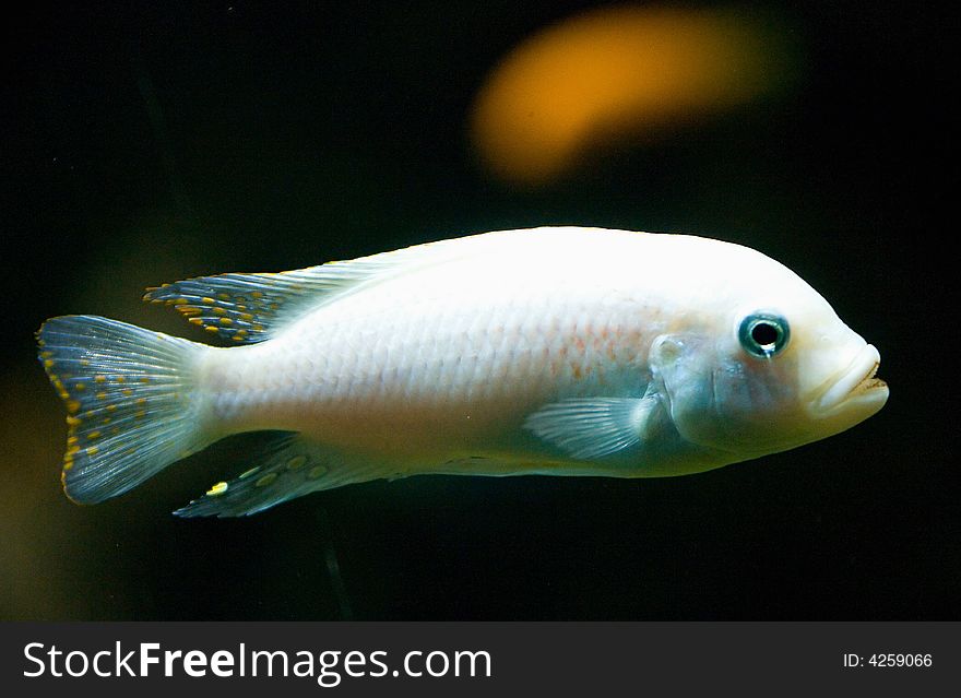 Aquarium Fish 12
