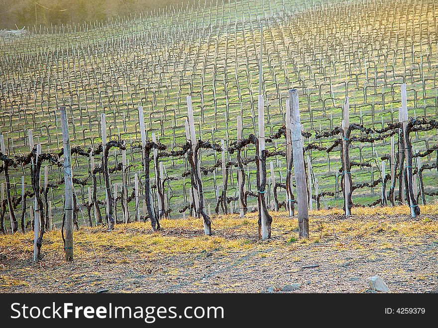 Autumnal shoot of a vineyard in Chianti Region - Tuscany, Italy. Autumnal shoot of a vineyard in Chianti Region - Tuscany, Italy