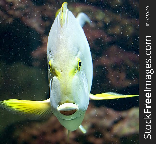 Yellowfin Doctorfish 3