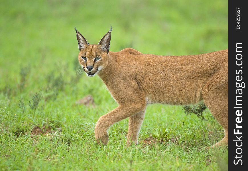 The Cold Stare of the Caracal the supreme African Predator. The Cold Stare of the Caracal the supreme African Predator