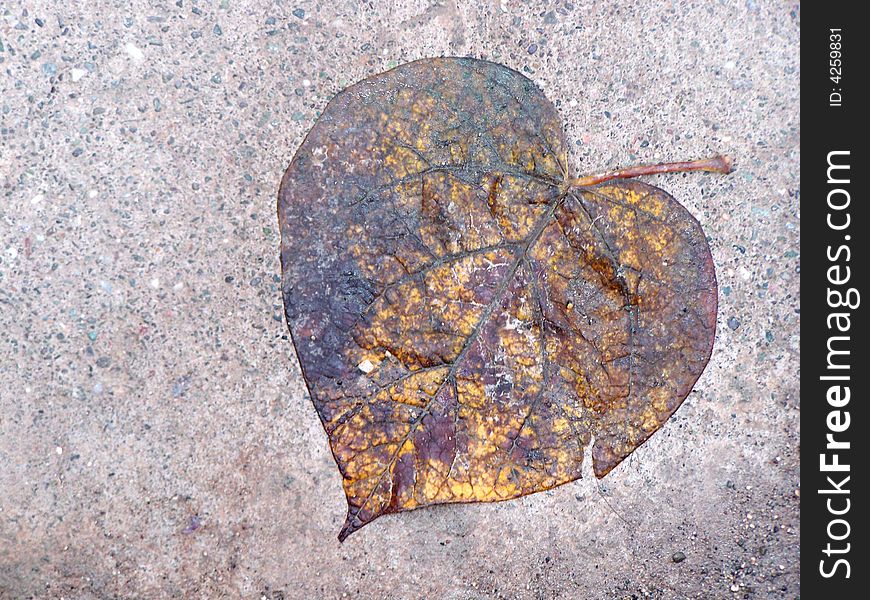 Leaf&heart