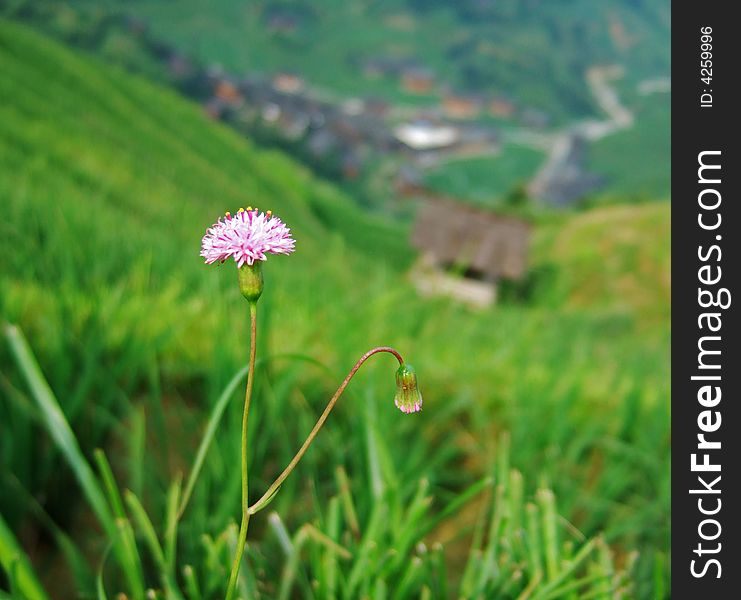 Flower in Terraced field, GuiLin City, GuangXi, China