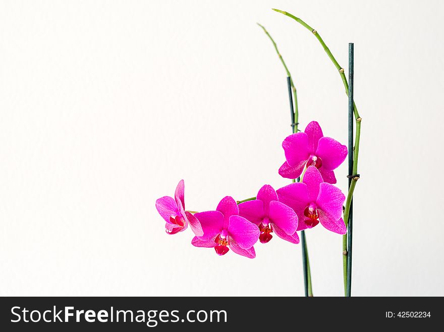 Blooming pink orchid flower. With copy space.