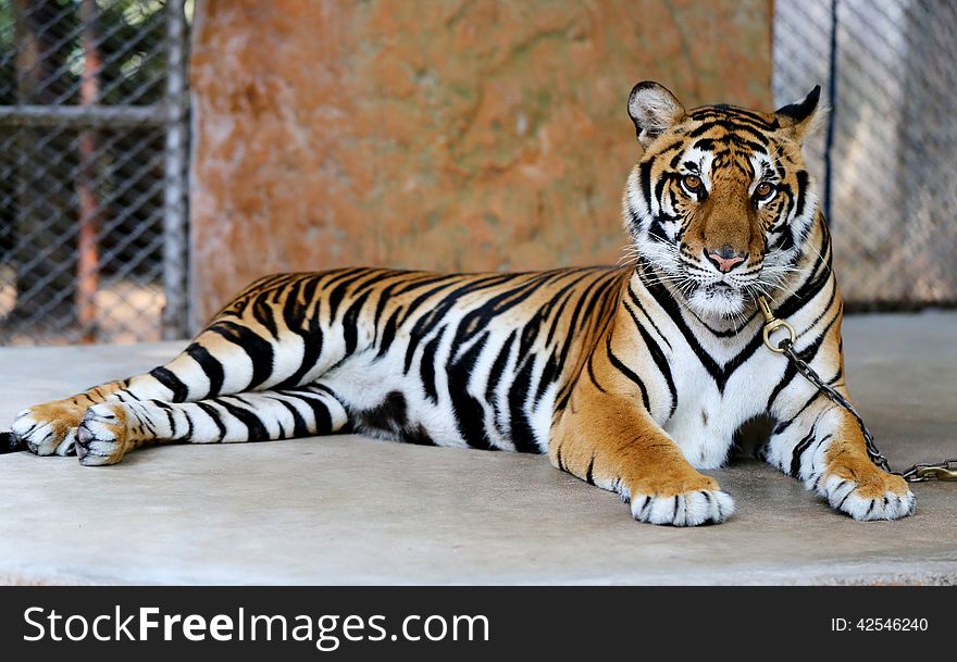 Beautiful bright fun tiger in a zoo. Beautiful bright fun tiger in a zoo