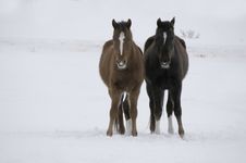 Horses In Snow Stock Photography