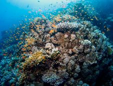 Colorful Reef With Hundreds Of Fishes Royalty Free Stock Photos Colorful Reef With Hundreds Of Fishes Royalty Free Stock Photos