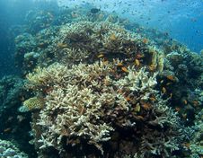 Reef With Colorful Fishes Royalty Free Stock Images Reef With Colorful Fishes Royalty Free Stock Images