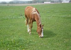 Bay Horse Eating Grass Stock Photo