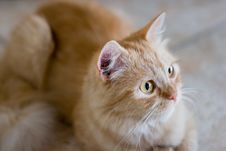 Rufous Cat Lying On Ceramic Tile Royalty Free Stock Images Rufous Cat Lying On Ceramic Tile Royalty Free Stock Images