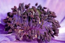Blue Anemone Flower Stock Photo