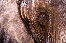 Elephant Leather Skin Close-Up Stock Photo