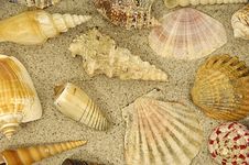 Shells In The Sand Stock Photo Shells In The Sand Stock Photo