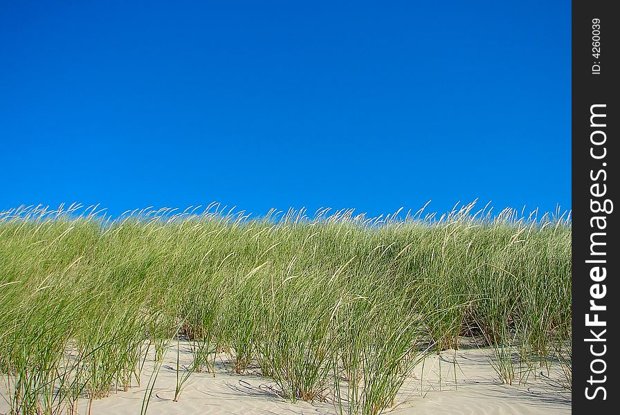Beach grass under a clear blue sky. Beach grass under a clear blue sky