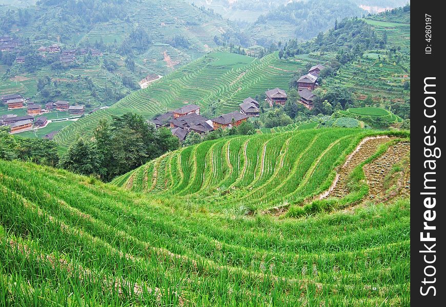Terraced Field And Village