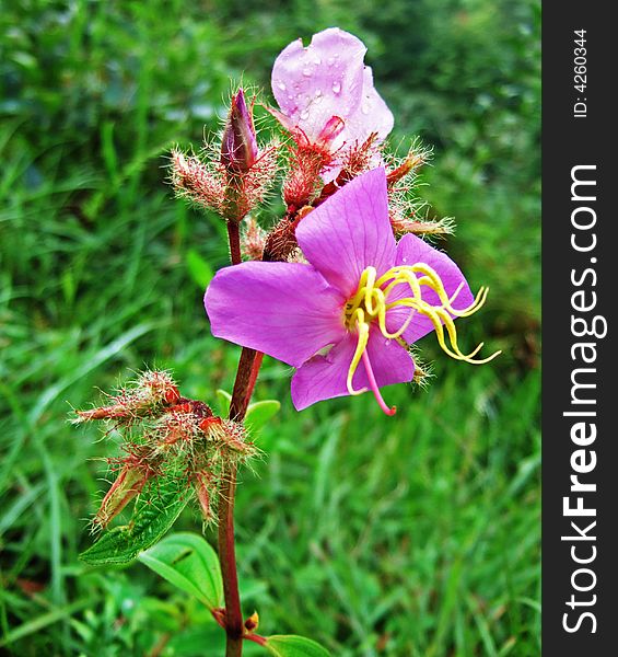 Flower and dew in Terraced field, GuiLin City, GuangXi, China