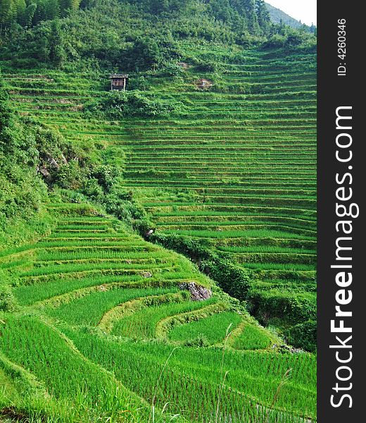 Terraced field