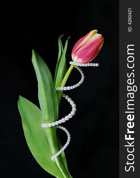 Single spring tulip wrapped in pearls. Single spring tulip wrapped in pearls.