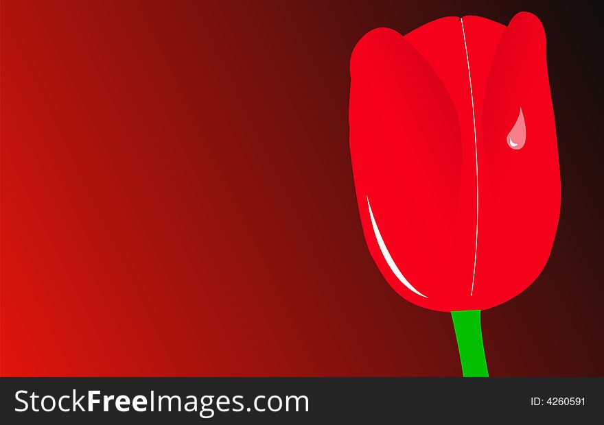Red tulip over red background, vector illustration