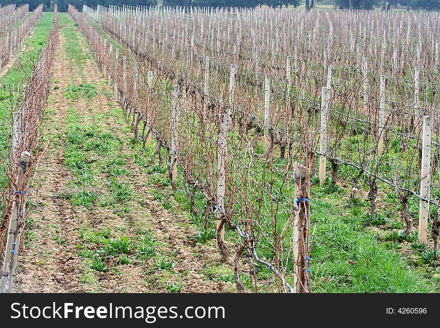 The rows of vine branches in a vineyard during the autumn. The rows of vine branches in a vineyard during the autumn