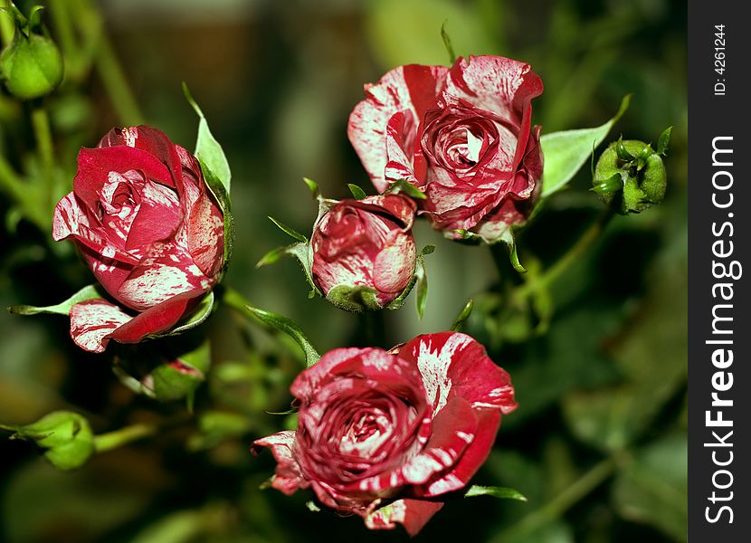 Beautiful red-white sectional roses
