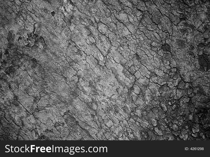 Closeup to huge old tree trunk, black and white surface for backrounds