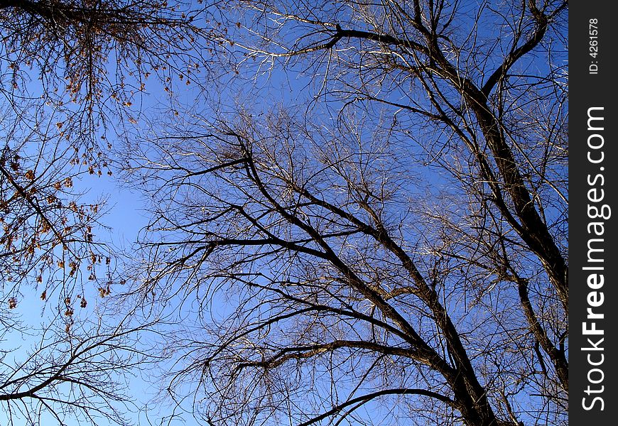 Tree In Sky