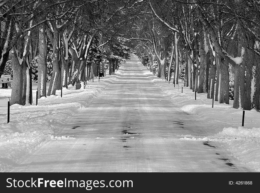 Snowy winter road lined with trees and snow drifts