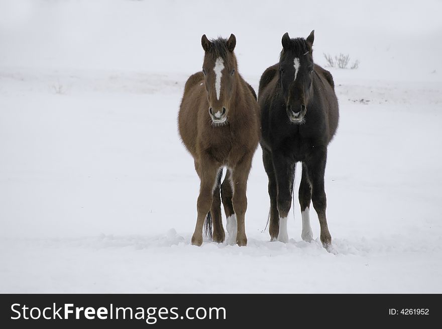 View of horses with white and gray storm clouds in snowy field. View of horses with white and gray storm clouds in snowy field