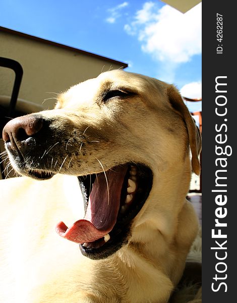 Yawning Labrador Puppy