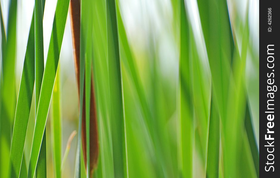 Green reeds in a pond. Green reeds in a pond