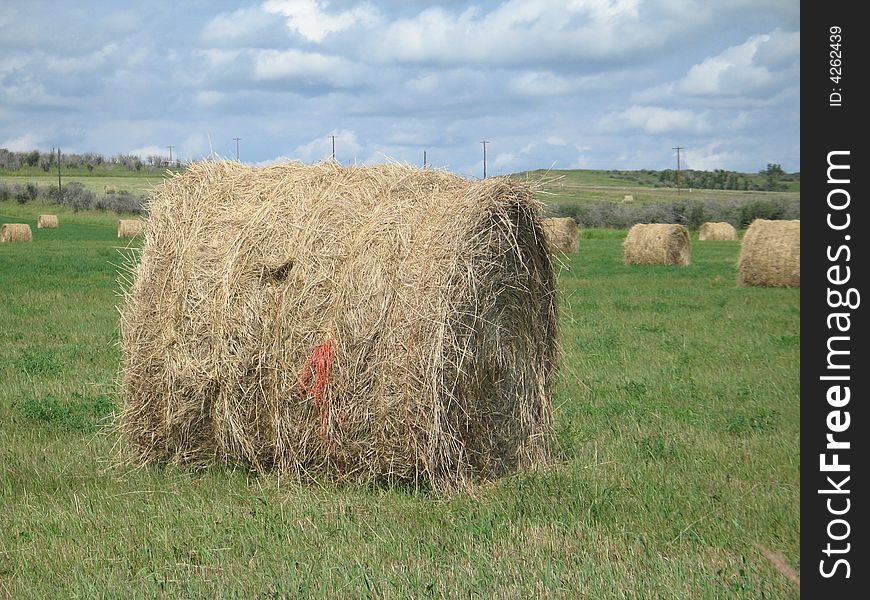Bales of hay in a field. Bales of hay in a field.