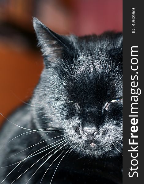 Image from animals series: black cat